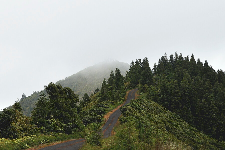 Açores empenhados no desenvolvimento do Programa Regional de Ordenamento Florestal